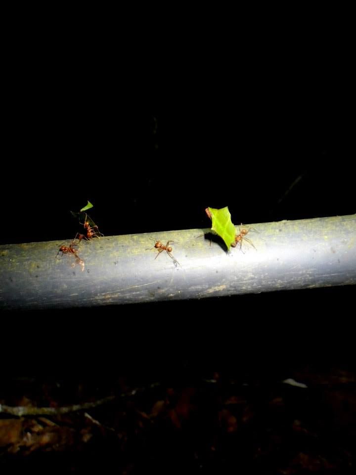 Leaf cutter Ants in Monteverde Cloud Forest Costa Rica EF tours