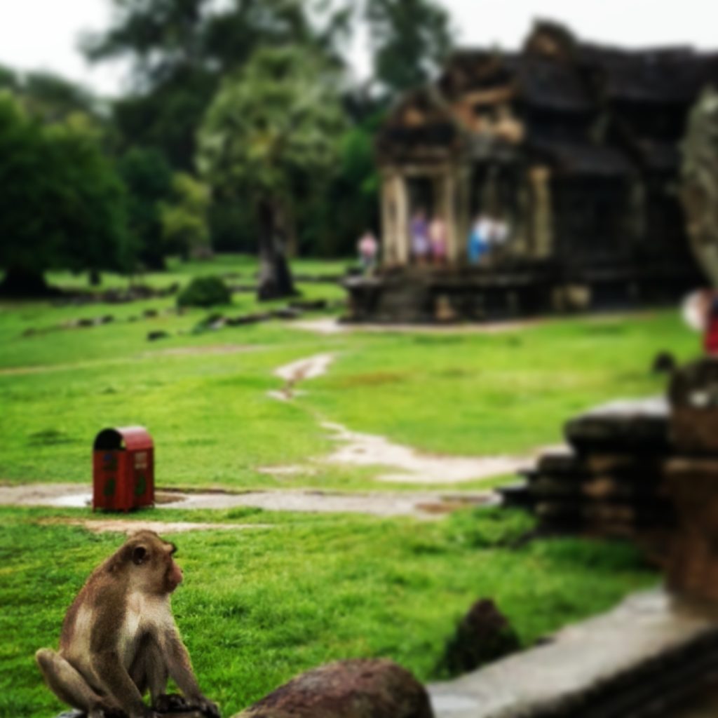 Busabout Cambodian Adventure Angkor Wat Monkey 