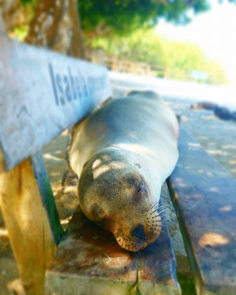 Ecuador is home to the Galapagos and these sweet babies! Read more fun facts about this beautiful country!