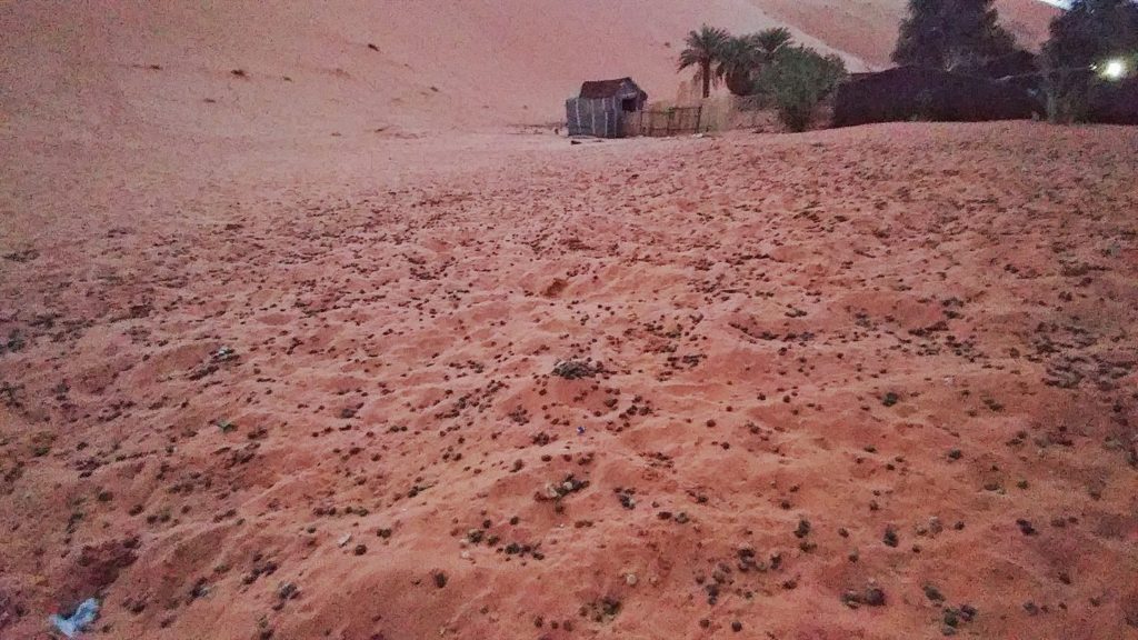 camel poop desert morocco