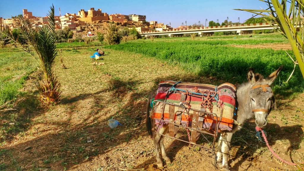 donkey morocco oasis