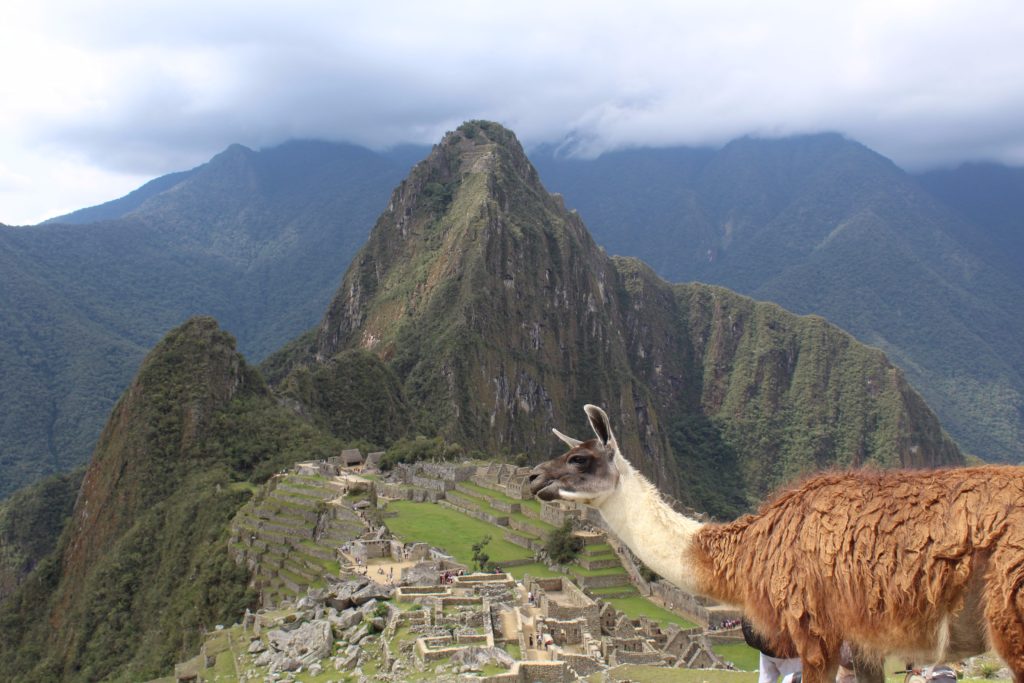 Llamas at Machu Picchu