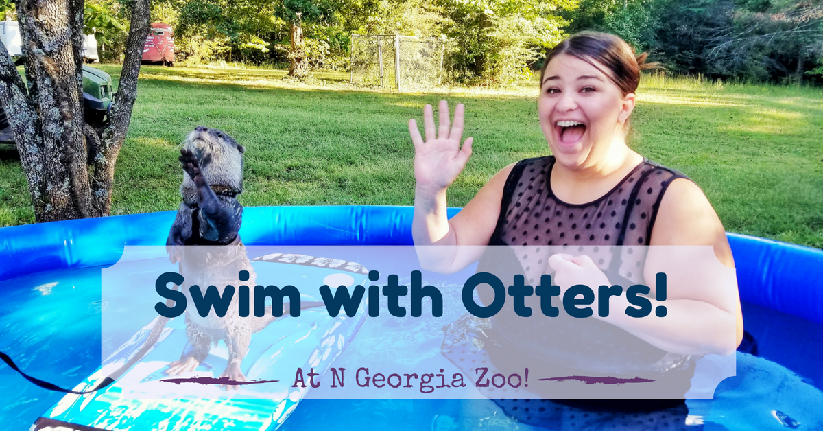 swim with otters otter encounter otter experience play with otters animal encounters wildlife encounters zoos in georgia
