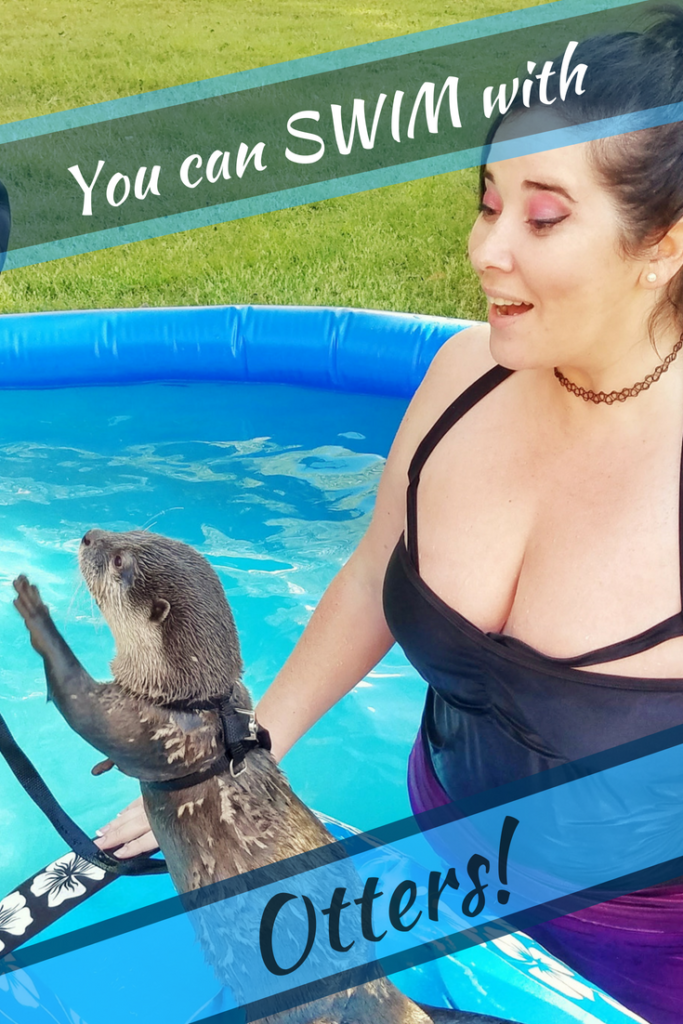 Is it on your bucket list to swim with otters? No need to go all the way to California, you can swim with them right here in Georgia! Check out how you can play in a water pool with these cute otters! #georgia #otters #swimwithotters