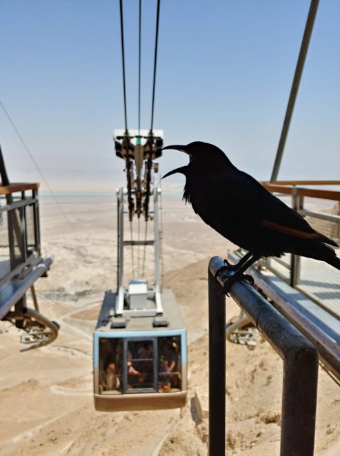 masada gondola