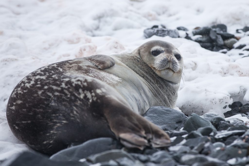 Animals to see in Antarctica