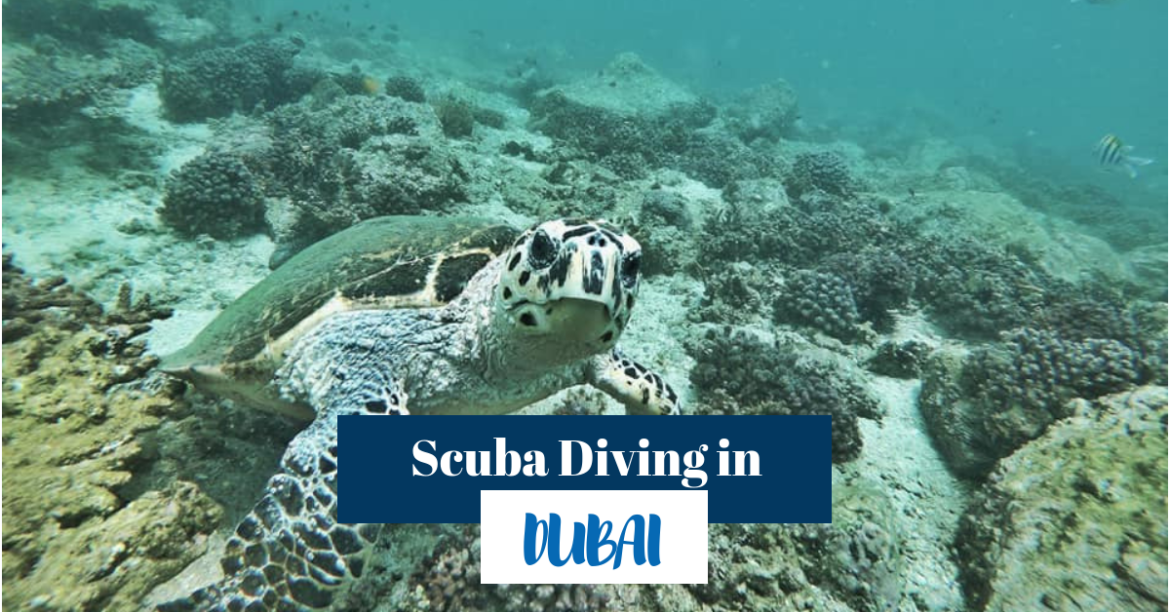 Dubai Diving Center and Fujairah Diving Review