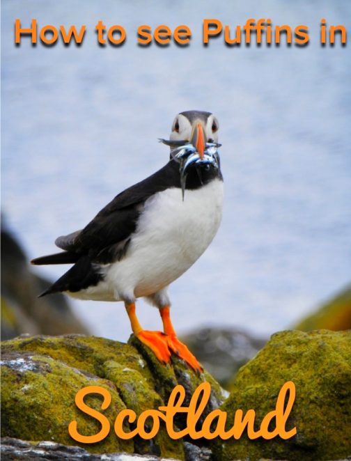 You know about the highland cows, but did you know that Scotland also has puffins?  You can take a boat tour that takes you to see the puffins and an island with basalt columns like the Giant's Causeway! #Scotland #Puffins #Wildlife
