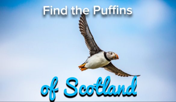 Isle of mull puffins