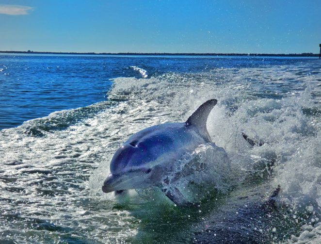 dolphin tours st pete beach