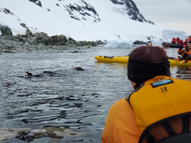 wildlife encounters when kayaking in antarctica