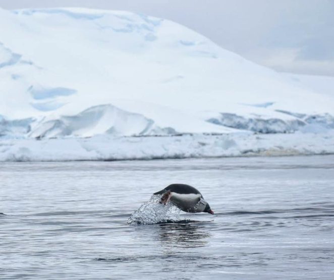 antarctica kayak penguin