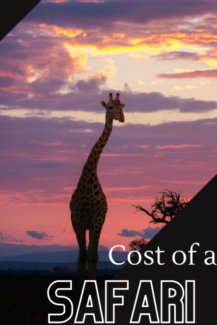 How much does it really cost to plan a safari in South Africa? Here's how much money you should save for your ultimate African safari! #southafrica #Africa #safari #travelbudget #travel