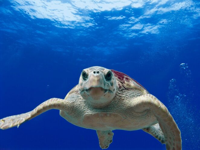 greek island snorkeling