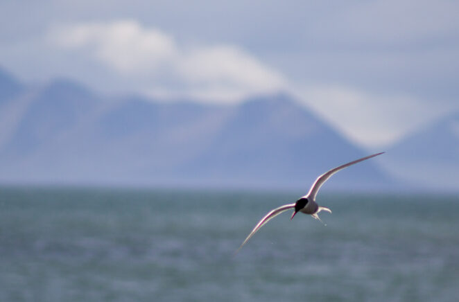 atlas ocean voyages charter flight